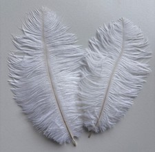 Ostrich Feathers x2 Plume Herl