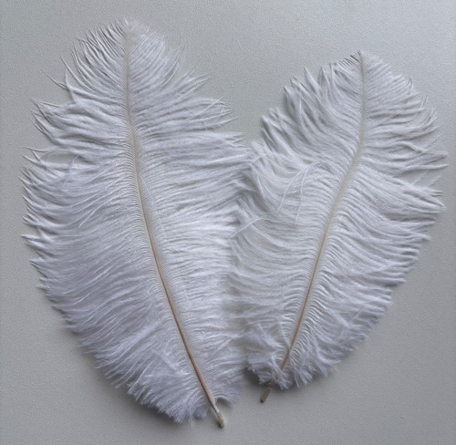 Ostrich feathers plume herl - ostrich,