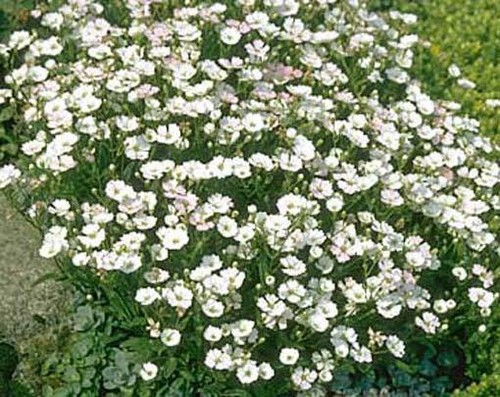 Petrorhagia tunica - petrorhagia, /
