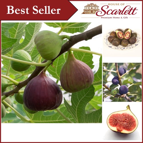 Edible brown turkey fig - 'brown, turkey'