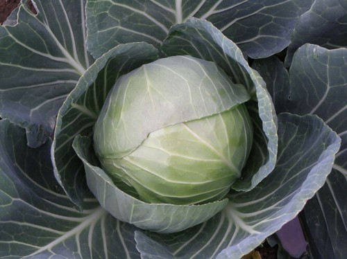 Summer cabbage plug plants - summer,