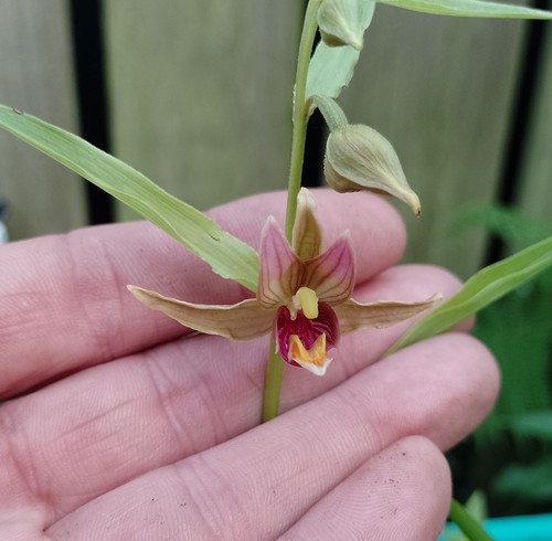 Epipactis gigantea giant - epipactis,