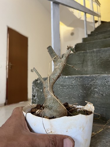 Olive bonsai plant as - olive, bonsai.