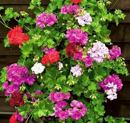 Geranium pelargonium peltatum - geranium,