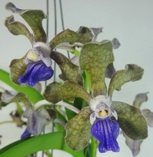 Vanda tessellata, Strong