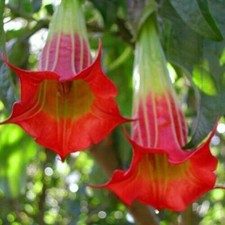 BRUGMANSIA SANGUINEA - RED ANGEL'S TRUMPET, 15 seeds + FREE