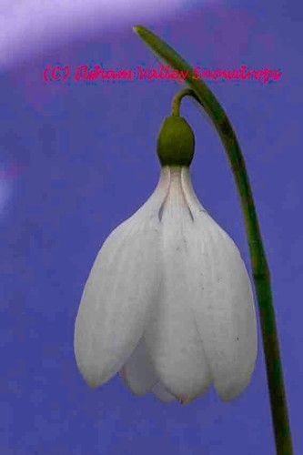 Two dormant galanthus plicatus - two,