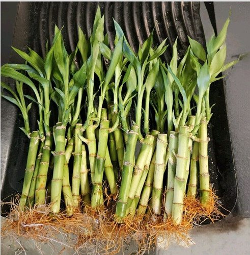 Lucky bamboo plants - plants, 4"
