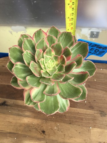 Aeonium halloween kaleidoscope - aeonium,