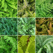 3 X Fern Plant Mix Collection