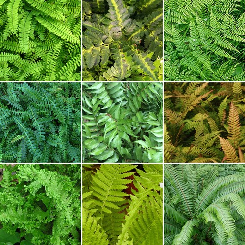 Fern plant mix collection - fern,