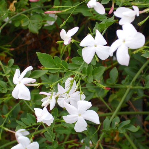 Jasminum officinale common - jasminum,
