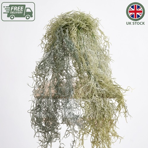 Bushy spanish moss tillandsia - moss,