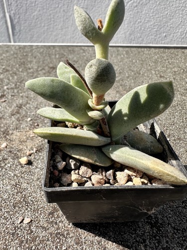 Crassula perfoliata var