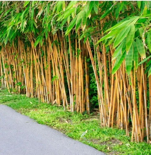 Plus golden bamboo seeds - golden,