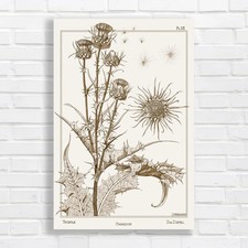 Vintage Botanical Thistle