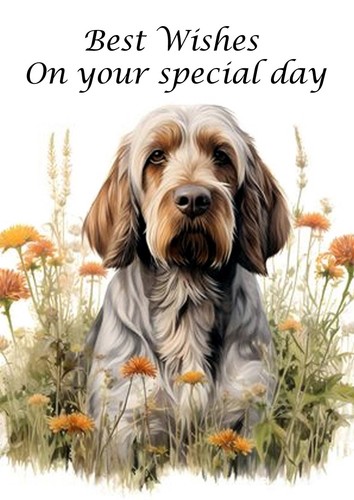 Italian spinone dog - italian,