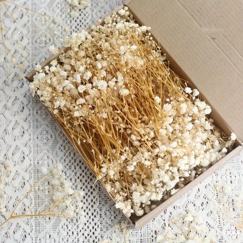 1box dried gypsophila stems - dried,