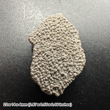 Titanosaur dinosaur eggshell