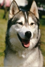 Siberian Husky Jumbo Fridge