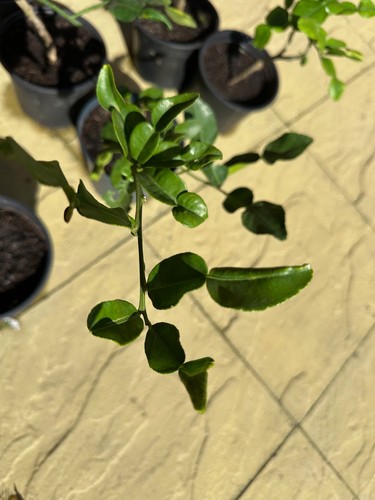 Healthy kaffir lime - lime, plant