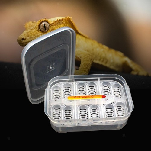Reptile incubator tray egg - incubator,