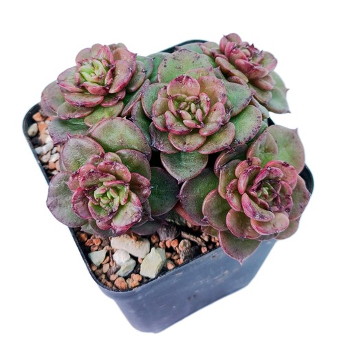 Sedeveria rolly cluster - rolly,