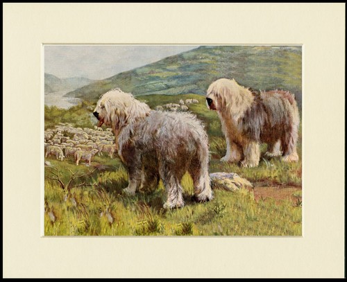 Old english sheepdog - english,