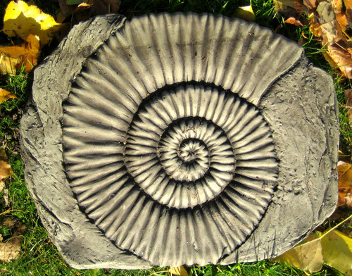 Ammonite fossil garden - ammonite,