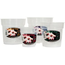 Growth technology clear - growth, orchid