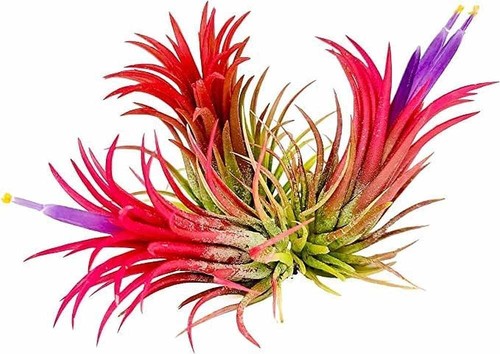 Ionantha rubra air - x,