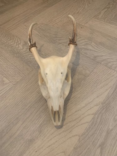 Muntjac deer skull - muntjac,