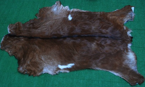 New goat hide rug - goat, on