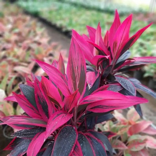 Cordyline fruticosa red - cordyline,