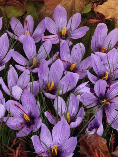 Crocus sativus grow - crocus, own