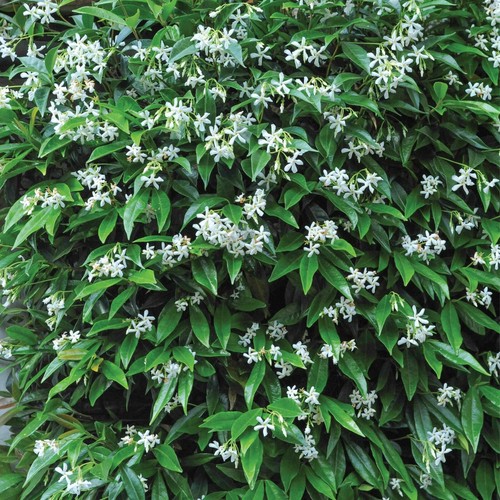 Star jasmine trachelospermum - jasmine,