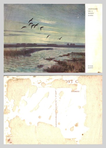 Vintage postcard peter - vintage,