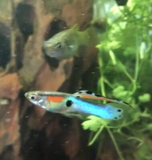 Japanese Blue Endler Guppies Male