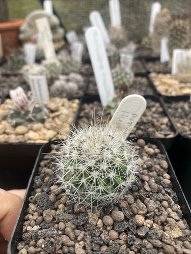 Mammillaria huitzilopochtlii - mammillaria,
