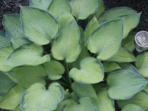 Hosta punky pot grown - punky,