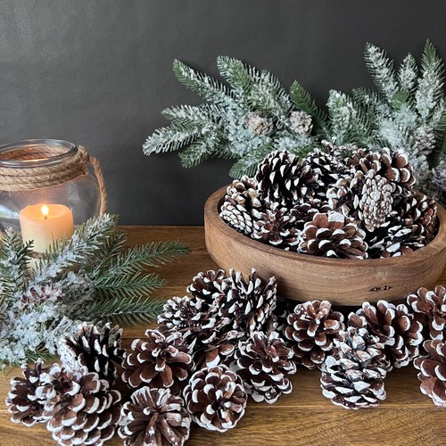 White tipped nigra pine cones - white,