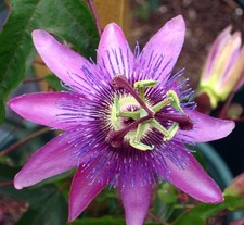 PURPLE PASSIFLORA PASSION FLOWER LAVENDER LADY PLANT CLIMBING VINE 9CM POT