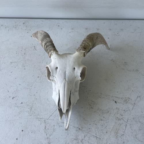 Taxidermy small goat ram - taxidermy,