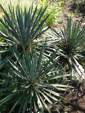 Yucca filamentosa adams needle - adams,