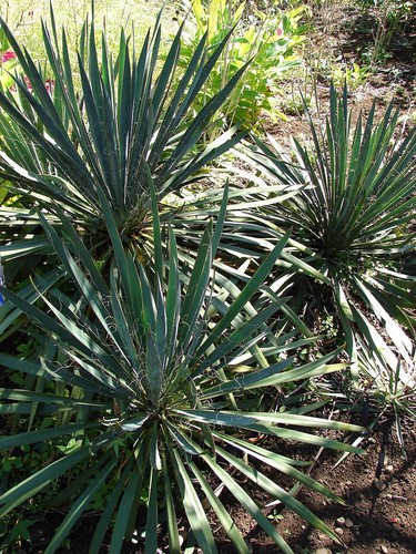 Yucca filamentosa adams - adams, needle