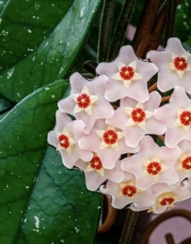 Hoya carnosa fresh - carnosa,