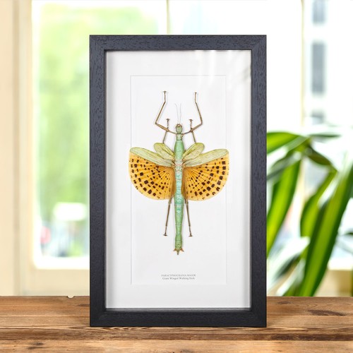Taxidermy giant winged - giant, walking