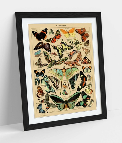 Vintage butterflies art poster - butterflies,