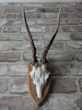 Vintage Roe Deer Antlers on