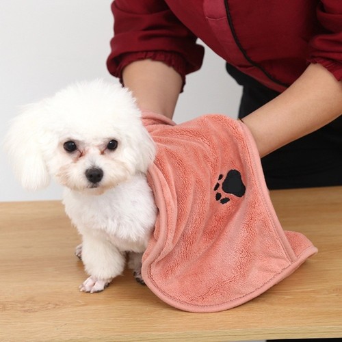 Non shedding dog - non-shedding,